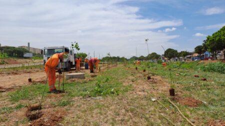Viário central de Hortolândia recebe novo plantio de mais 1,3 mil novas mudas de árvores