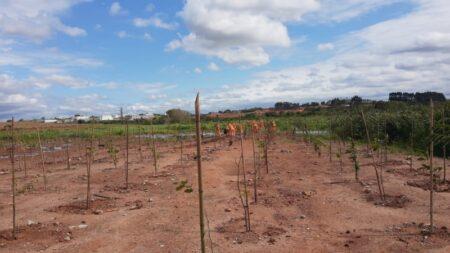 Prefeitura planta mais de 9 mil mudas de árvores em área verde próxima à Estação de Tratamento