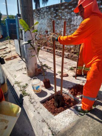 Começa plantio de mudas de árvores em calçadas de Hortolândia