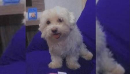 Cachorro perdido no Interlagos