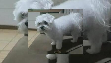 Cachorro perdido no Recanto do Sol