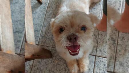 Procura-se o dono do shih-tzu