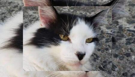 Gato perdido no Centro de Hortolândia