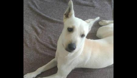 Procura-se cadela perdida no Campos Verdes