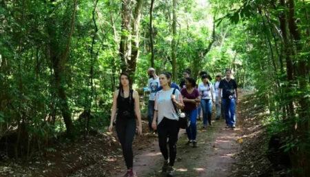 Mata de Santa Genebra oferece trilhas e passeios ecológicos