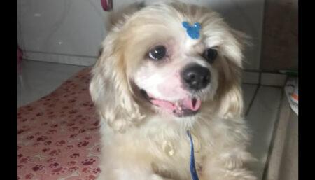 Procura-se por cachorro perdido no bairro Parque Ortolandia