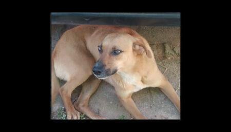 Procura-se por cadela perdida no Amanda