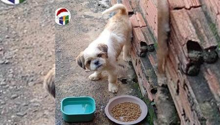 Procura-se cachorro perdido no Nova Hortolândia