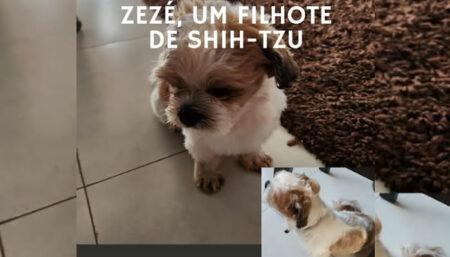 Cachorro perdido no Boa Esperança