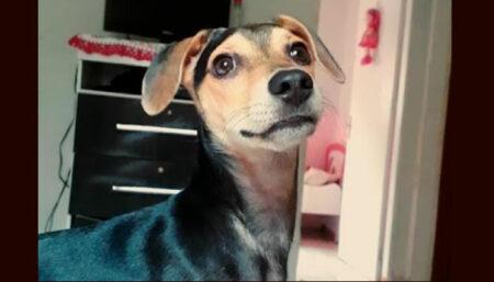 Procura-se por cachorro perdido no Sumarezinho