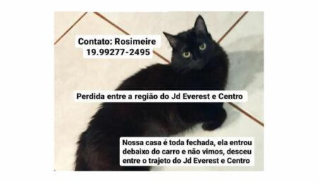 Procura-se por gata perdida entre Everest e Centro