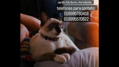 Procura-se por gata perdida no São Bento