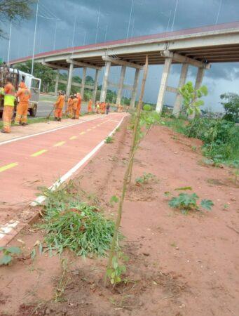 Viário Central de Hortolândia já ganhou mais de 8,8 mil mudas de árvores