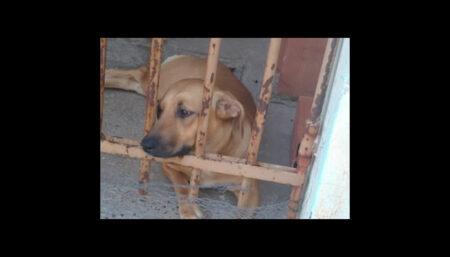 Procura-se por cadela perdida no bairro Jardim Everest
