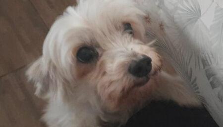 Procura-se uma poodle perdida no bairro Parque pinheiros
