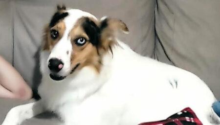 Procura-se Cachorro perdido no Amanda