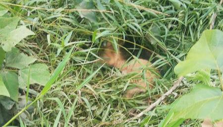 Cachorro em apuros é resgatado em Hortolândia