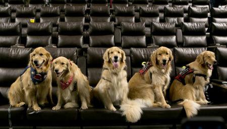 CinePets: “Gatos de Botas 2: O Último Pedido” abre a primeira sessão do ano do projeto da Cinesystem
