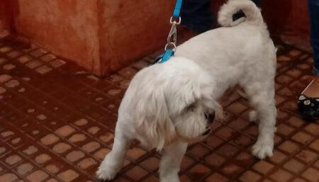Procura-se por cachorro perdido no bairro Jd Santana