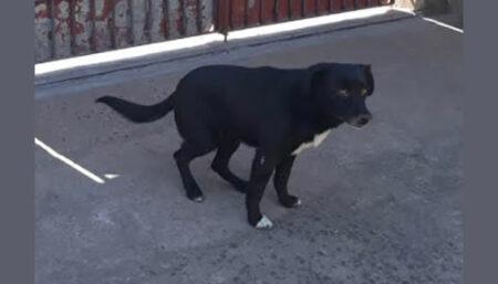 Procura-se Cachorra perdida no Minda