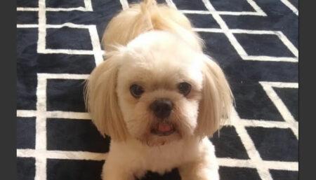 Procura-se por cachorro perdido no bairro Vila Real Continuação