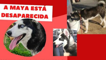 Procura-se por animal perdido no bairro Vila Real