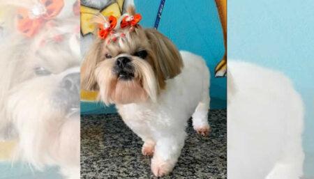 Procura-se por animal perdido no bairro Jd Santana Hortolândia