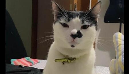 Procura-se por gato perdido no bairro Jardim Santana