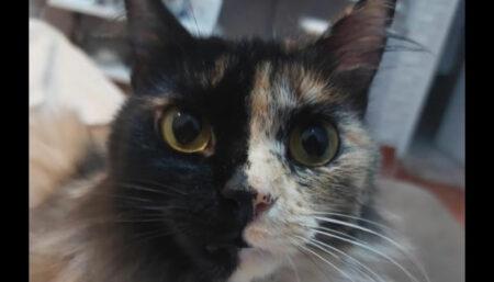 Procura-se por gato perdido no bairro Jardim Nossa Senhora de Fátima