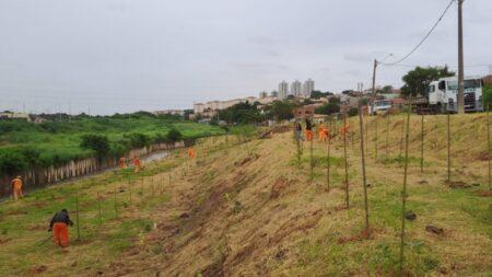 Prefeitura realiza mais uma etapa do plantio de mudas de árvores em diferentes pontos de Hortolândia