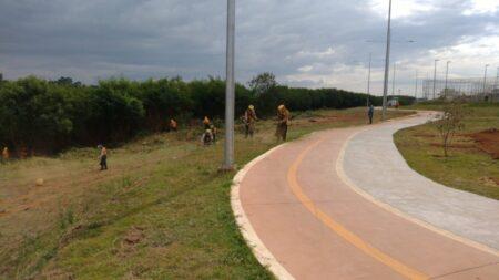 Decreto municipal contribui para realização de parcerias voltadas ao controle da leucena em Hortolândia