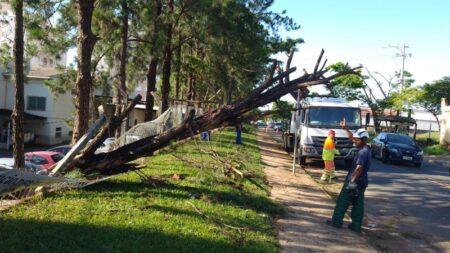 Hortolândia possui Guia de Arborização para orientar forma correta de plantio