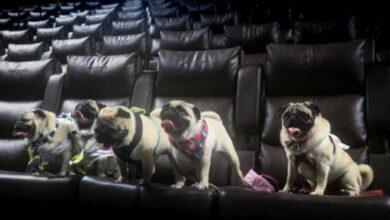CinePets