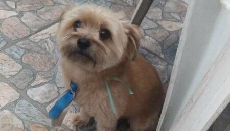 Procura-se por cachorro perdido no Boa Esperança