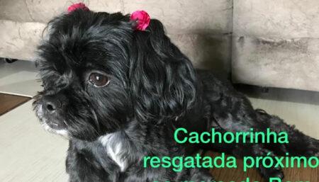  Procura-se por animal perdido no bairro JD Nsa Sra de Fátima