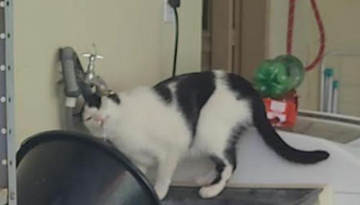 Procura-se por animal perdido no bairro Jardim Santa Claro do Lago I