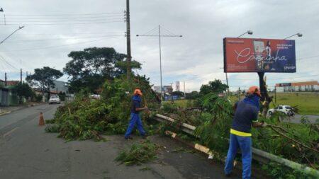 Corte de leucenas é realizada no canteiro central da Av. Thereza Ana Cecon Breda