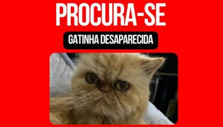 Procura-se por animal perdido no bairro Jardim Carmem Cristina