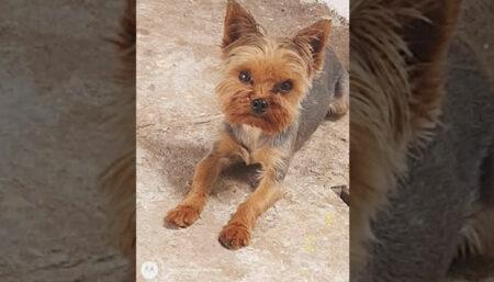 Procura-se por animal perdido no bairro JARDIM SÃO JORGE