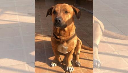  Procura-se por animal perdido no bairro Jardim terras de Santo Antônio