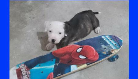 Procura-se pela Amora perdida no bairro Jardim São bento