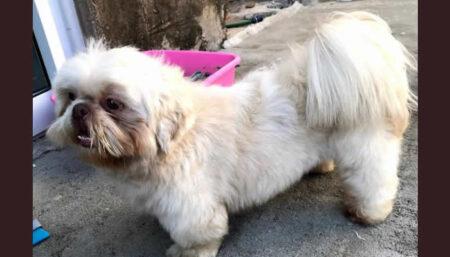 Procura-se Cachorro perdido no bairro Parque São Miguel