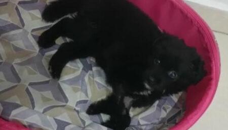 Procura-se cachorrinha perdida no Oreste Ongaro