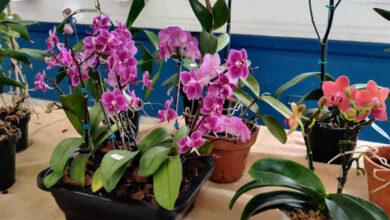 Exposição gratuita de orquídeas