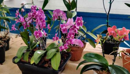 Feira de Orquídeas e Suculentas de 10 a 12 de março em Campinas