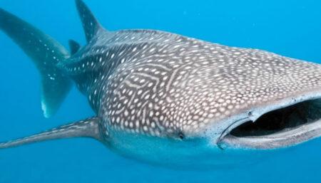 Tubarão-baleia é o maior peixe existente no mundo