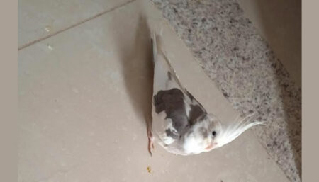 Procura-se por Calopsita perdido no bairro Nova Hortolândia