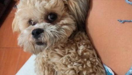 Procura-se por Cachorro perdido no Vila Inema