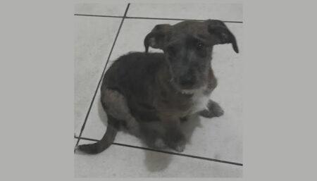 Procura-se por cadela perdido no bairro Parque ortolandia