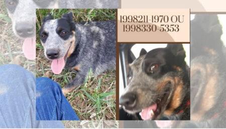 Cadela perdida no Remanso Campineiro – Hortolândia